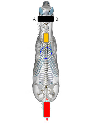 Eigene Programme